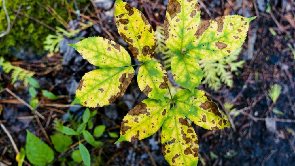 Phytosanitary Certificate Singapore: When Plant Products Need One